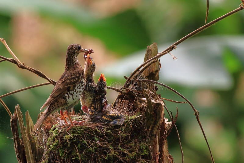 Scaly Thrush stock image Scaly Thrush stock image