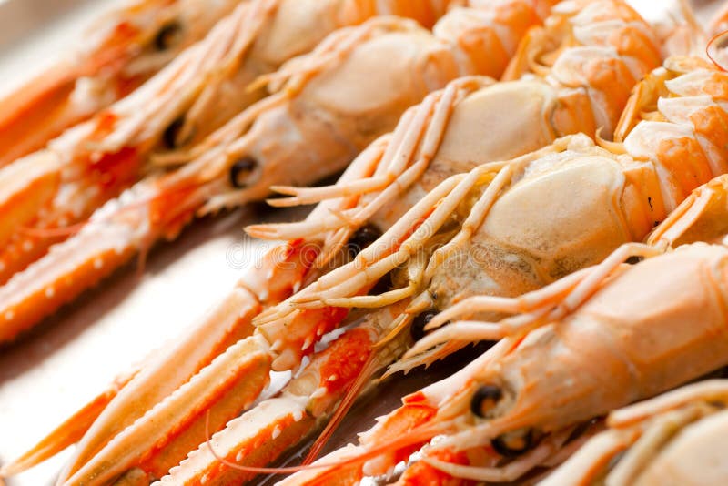 Scampi fresco imagem de stock Scampi fresco imagem de stock