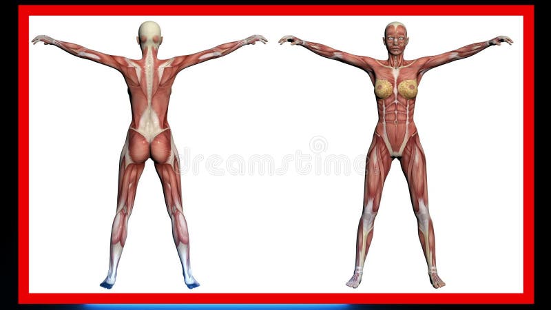 Scan of Human Anatomy , Female Muscles Made in 3d Software Stock Video -  Video of female, anatomy: 90418173