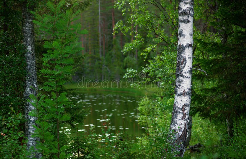 Birch tree at night in scandinavian forest, with tranquil tarn in background. Tree landcsape stock images, royalty-free photos and pictures