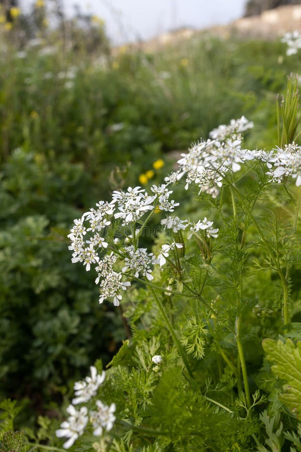 Scandix Iberica Plant is in Winter Time in Israel. Vertical Frame Stock