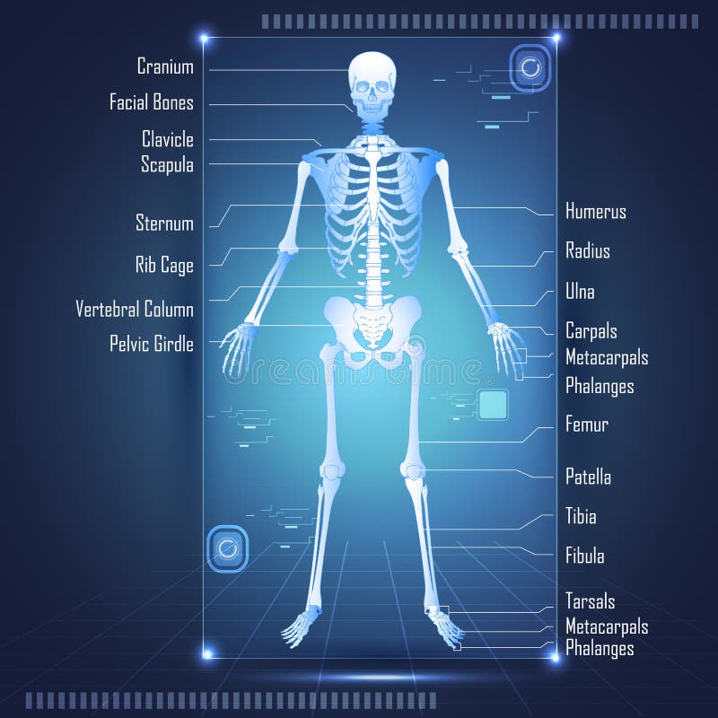 Human Anatomy of man stock vector. Illustration of liver - 18955843