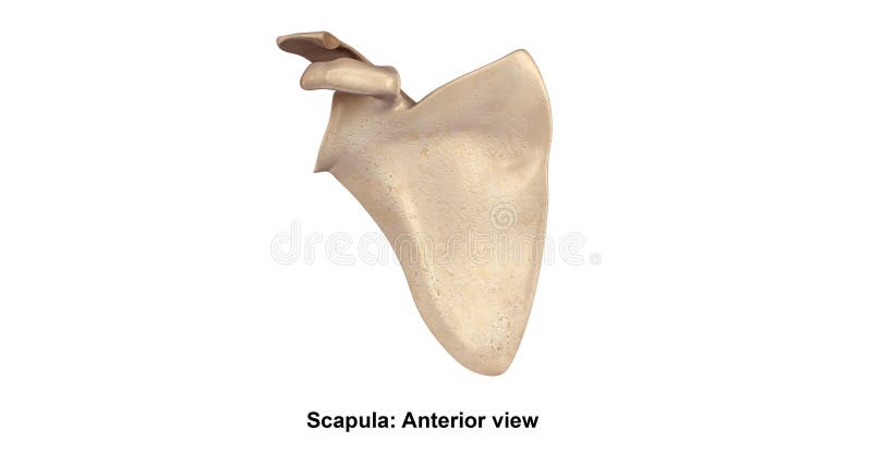 Scapula Anterior View