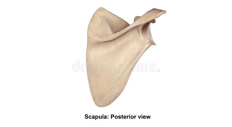 Scapula Posterior view