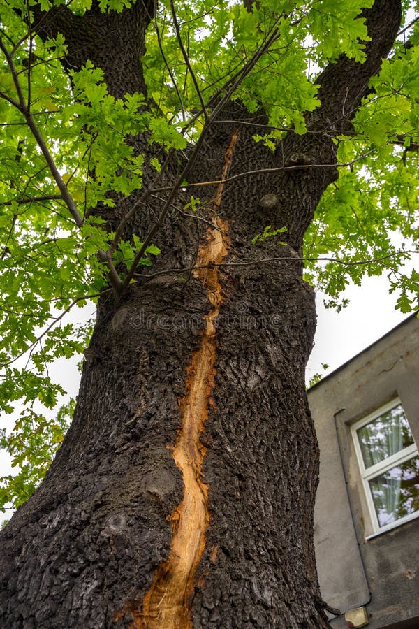 Lightning Scar Stock Photos Free & RoyaltyFree Stock Photos from