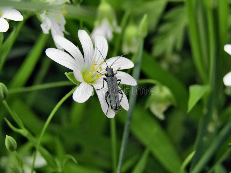 Scarab?e sur la fleur blanche photo stock Scarab?e sur la fleur blanche photo stock