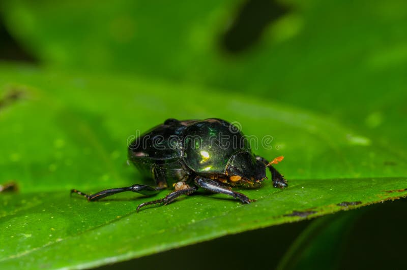 Scarabeo amazzoniano sopra una foglia verde dentro della foresta pluviale di amazon nel parco nazionale di Cuyabeno, nell'Ecuador fotografia stock libera da diritti Scarabeo amazzoniano sopra una foglia verde dentro della foresta pluviale di amazon nel parco nazionale di Cuyabeno, nell'Ecuador fotografia stock libera da diritti