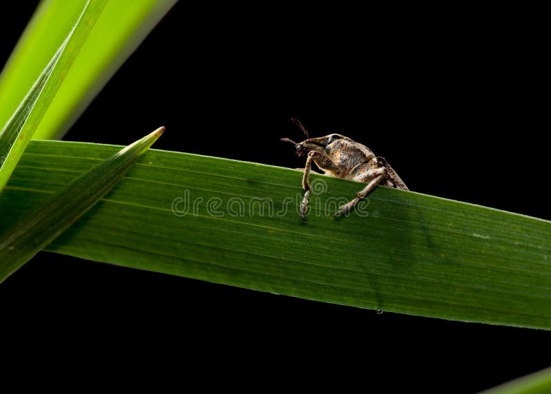 Scarabeo del parassita fotografia stock Scarabeo del parassita fotografia stock