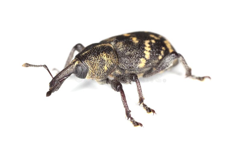 Scarabeo di muso (abietis di Hylobius) immagine stock libera da diritti Scarabeo di muso (abietis di Hylobius) immagine stock libera da diritti