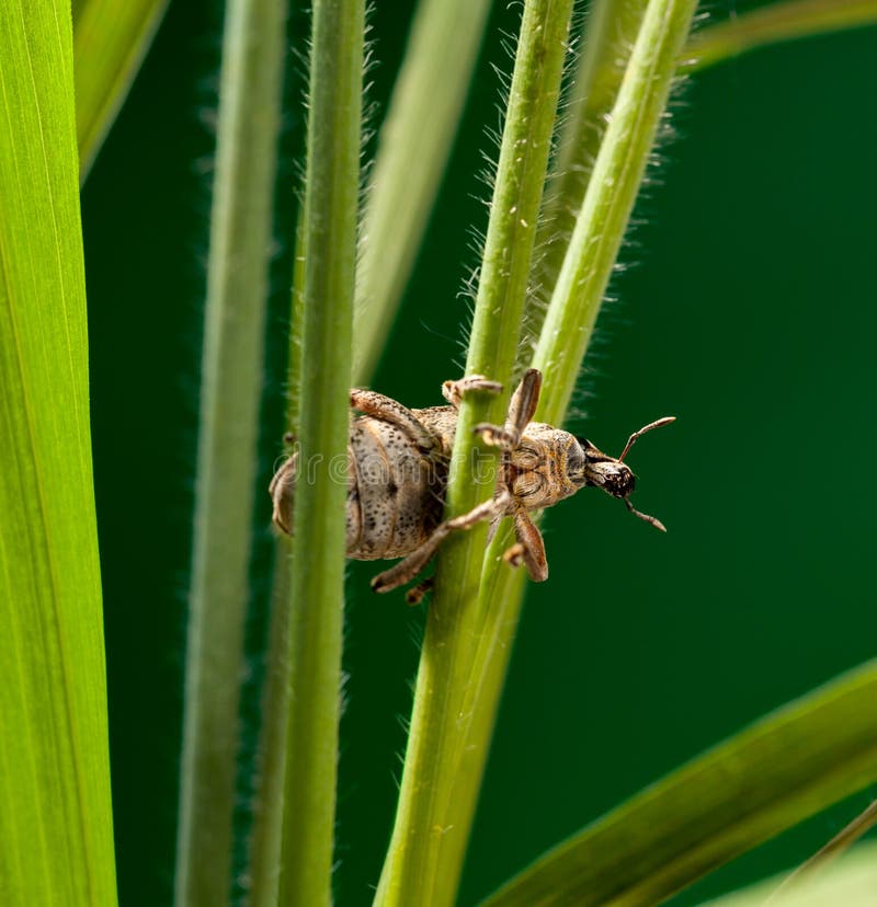 Scarabeo di muso sull'erba di cereale fotografie stock Scarabeo di muso sull'erba di cereale fotografie stock