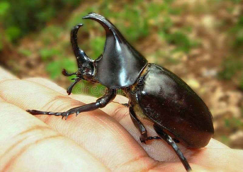 Scarabeo rinoceronte, scarabeo di rinoceronte, scarabeo di Ercole, scarabeo dell'unicorno, scarabeo di Horn fotografie stock Scarabeo rinoceronte, scarabeo di rinoceronte, scarabeo di Ercole, scarabeo dell'unicorno, scarabeo di Horn fotografie stock