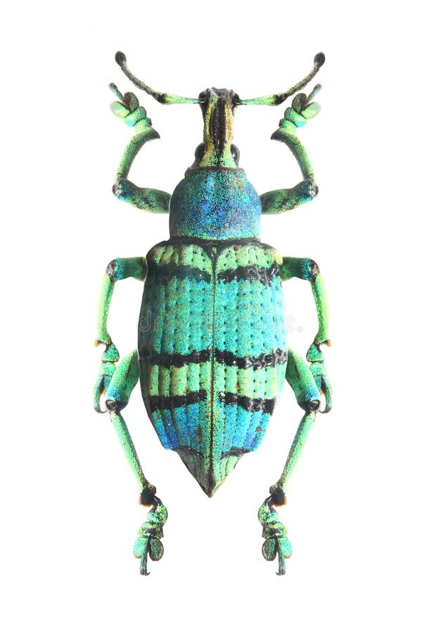 Scarabeo tropicale (Curculionoidae). immagini stock libere da diritti Scarabeo tropicale (Curculionoidae). immagini stock libere da diritti