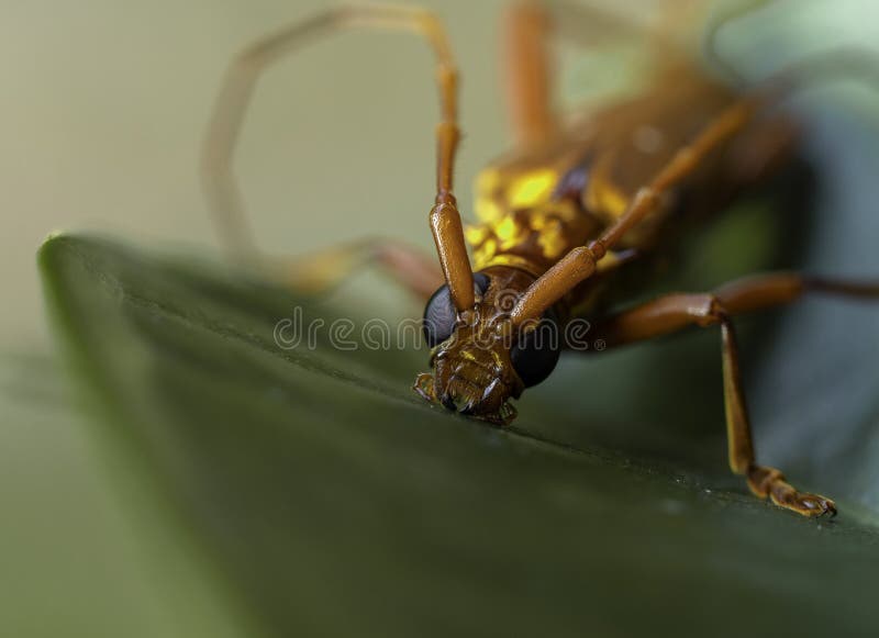 Scarabeo tropicale della mucca texana della foresta pluviale fotografia stock Scarabeo tropicale della mucca texana della foresta pluviale fotografia stock