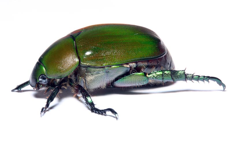 Scarabeo verde fotografia stock Scarabeo verde fotografia stock