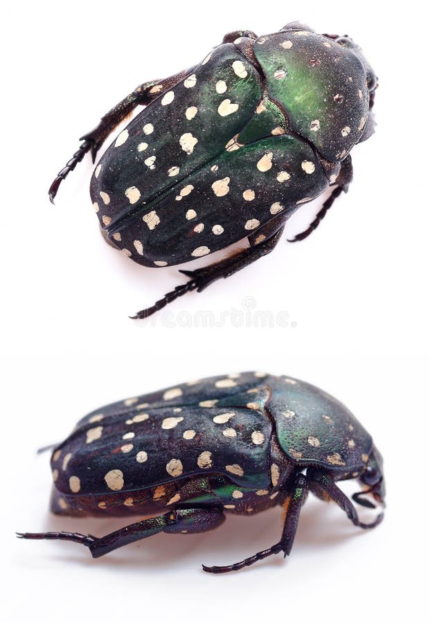 Scarabeo verde fotografie stock libere da diritti Scarabeo verde fotografie stock libere da diritti