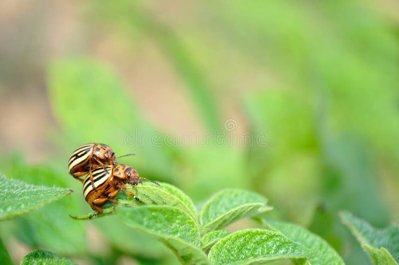 Scarabée de pomme de terre du Colorado (decemlineata de Leptinotarsa) images stock Scarabée de pomme de terre du Colorado (decemlineata de Leptinotarsa) images stock