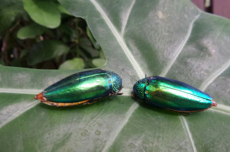 Scarabées de bijou de scintillement sur la feuille verte dans le jardin photographie stock Scarabées de bijou de scintillement sur la feuille verte dans le jardin photographie stock