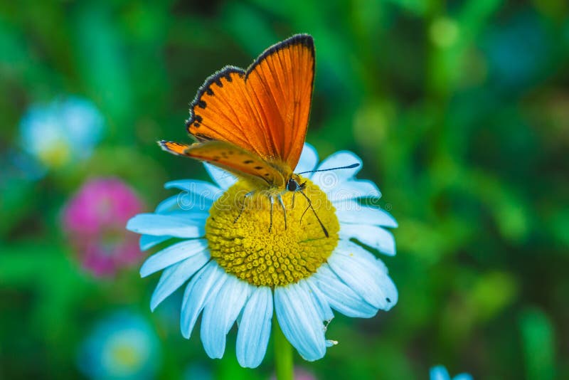 Scarce copper Lycaena virgaureae butterfly