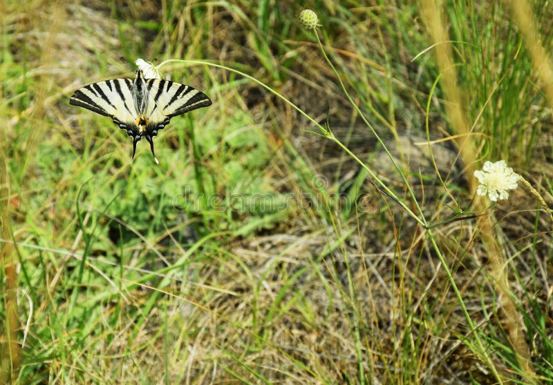 Scarce Swallowtail - Butterfly stock photo Scarce Swallowtail - Butterfly stock photo