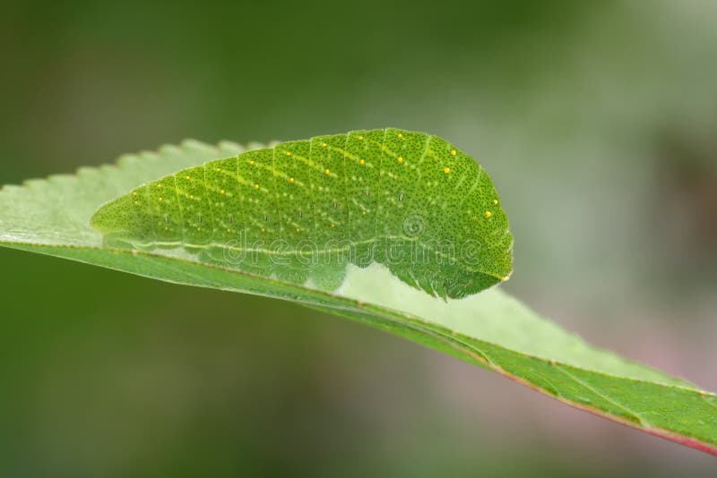 Scarce Swallowtail caterpillarIphiclides podaliriusrest in the