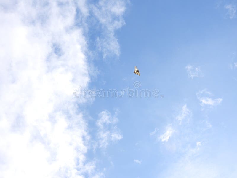 This photo of a scarce swallowtail sail swallowtail pear-tree swallowtail (phiclides podalirius) was taken in close to Lago Maggiore in 2022. This photo of a scarce swallowtail sail swallowtail pear-tree swallowtail (phiclides podalirius) was taken in close to Lago Maggiore in 2022.