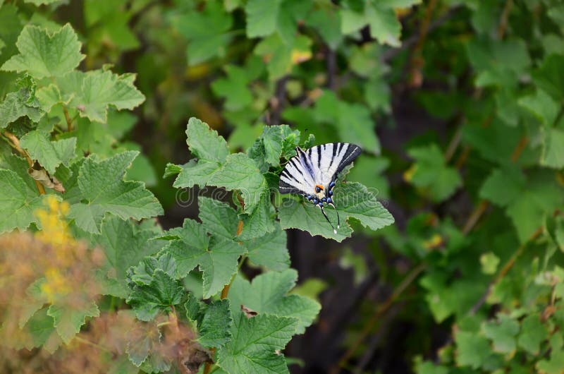 Scarce swallowtail Iphiclides podalirius rare european butterfly is sitting on the bushes of blossoming raspberrie stock photo Scarce swallowtail Iphiclides podalirius rare european butterfly is sitting on the bushes of blossoming raspberrie stock photo