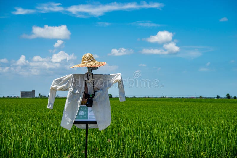 Scarecrow over paddy fields at Sabak Bernam.