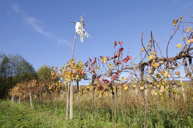 The scarecrow in vineyard