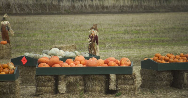 Scarecrows and pumpkins stock images