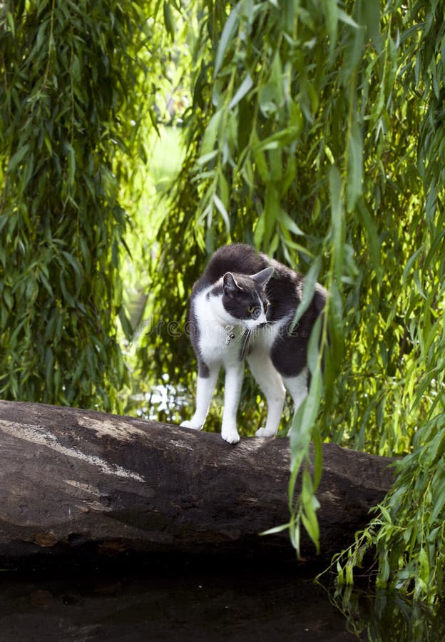 Scared aggressive cat