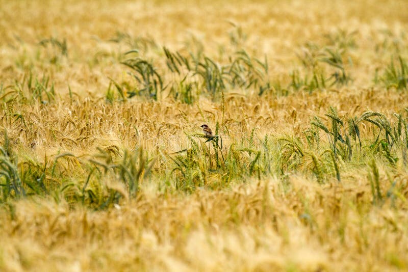 Small birds in rye stock image. Image of healthy, people 104519727