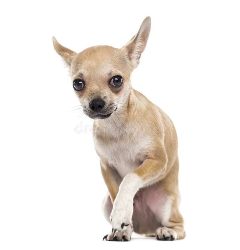 2 Scared Chihuahua Photos Free Royalty Free Stock Photos From Dreamstime 2 Scared Chihuahua Photos Free Royalty Free Stock Photos From Dreamstime