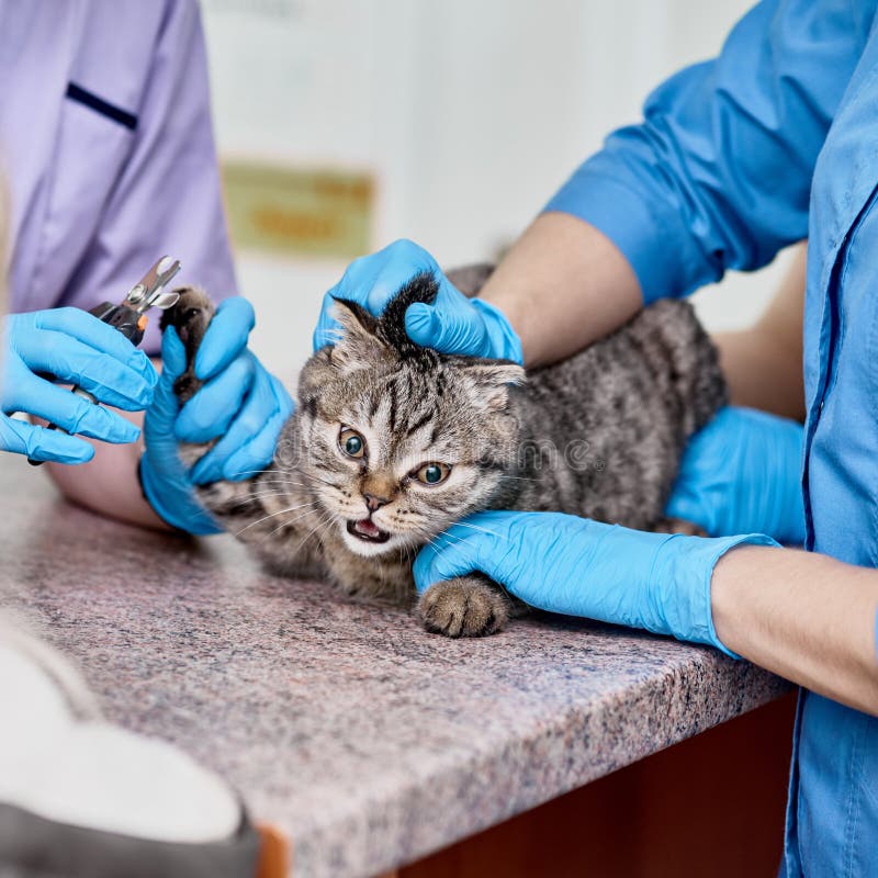 Vet declawing cat stock photo. Image of ambulance, cutter 175486876