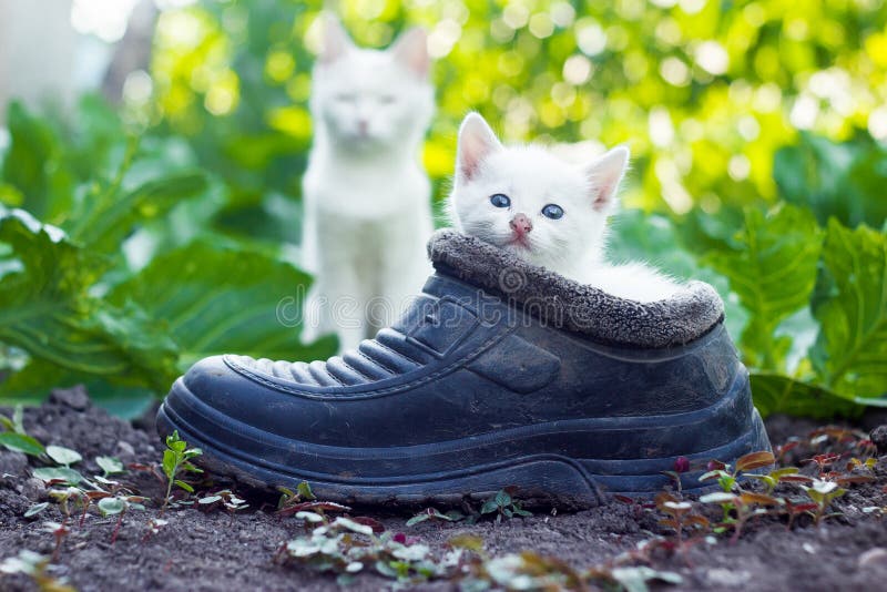 Mother cat in garden behind scared white kitten sitting in old boot