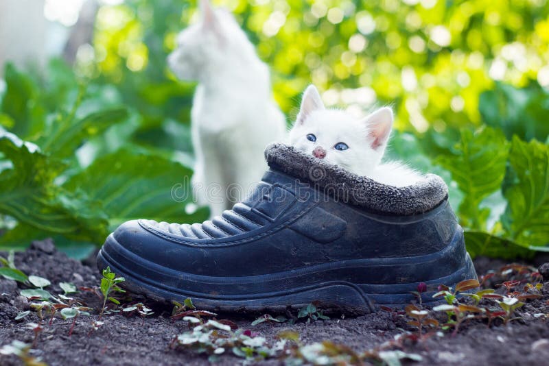 Mother cat in garden behind scared white kitten sitting in old boot