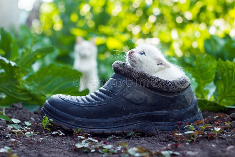 Mother cat in garden behind scared white kitten sitting in old boot