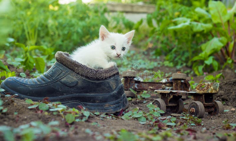 Mother cat in garden behind scared white kitten sitting in old boot