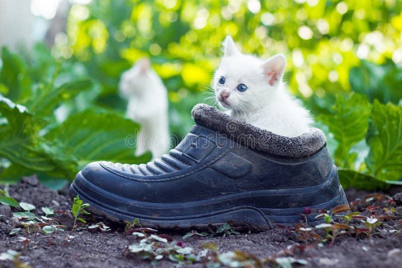Mother cat in garden behind scared white kitten sitting in old boot