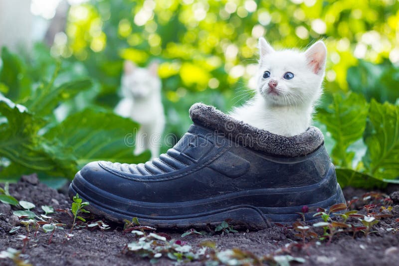 Mother cat in garden behind scared white kitten sitting in old boot