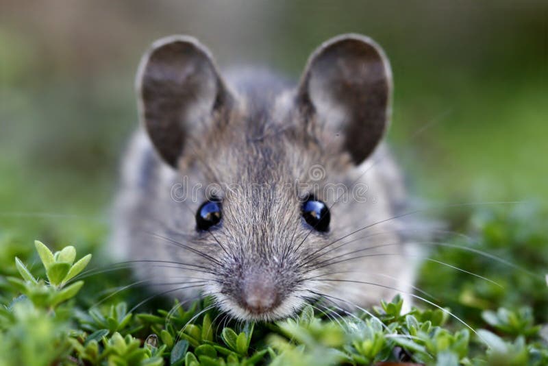 field mouse house mouse field mouse house mouse