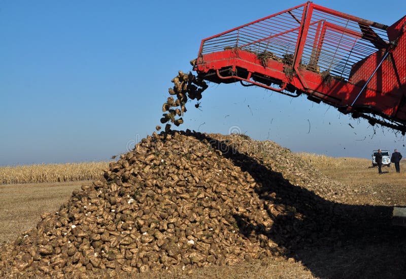 Scarico delle radici della barbabietola da zucchero dal saltatore dell'associazione immagini stock libere da diritti Scarico delle radici della barbabietola da zucchero dal saltatore dell'associazione immagini stock libere da diritti