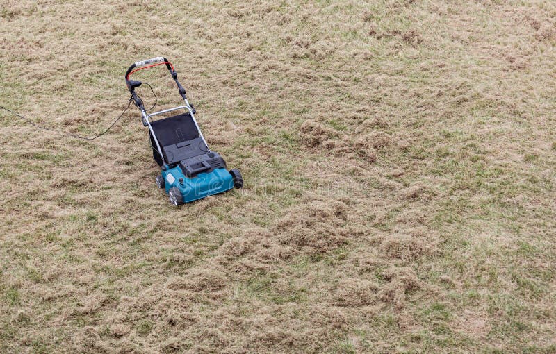 Scarifying Lawn with Rake and Scarifier, Man Gardener Scarifies the Lawn and Removal of Old