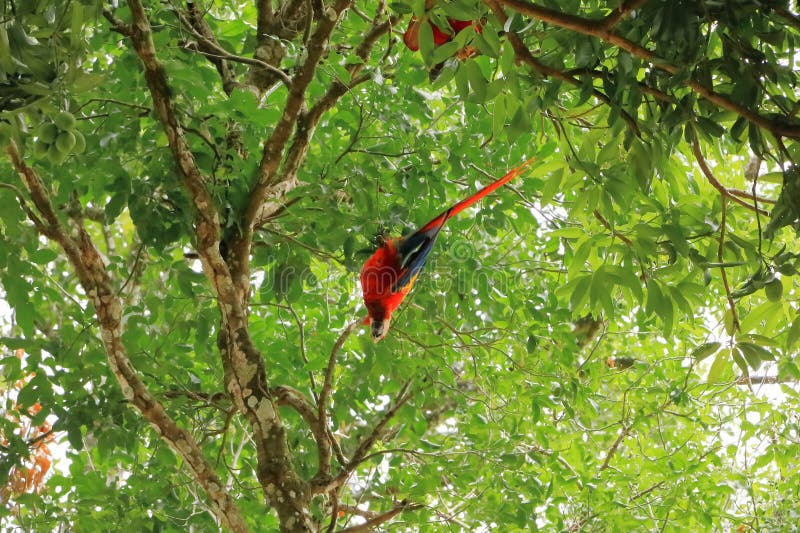 Scarlatta selvatica sulla costa rica. Scarlatta selvatica su un albero in costa rica