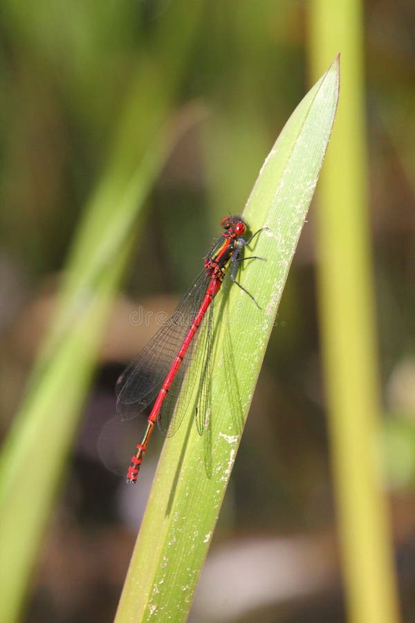 The Scarlet Ceriagrion tenellum