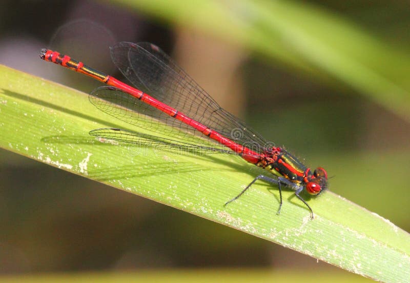 The Scarlet Ceriagrion tenellum