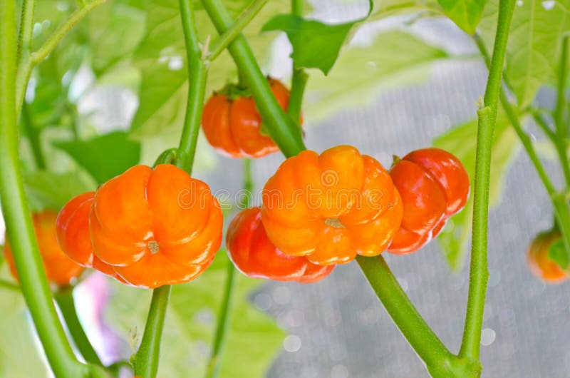 Scarlet Eggplant Plantcloseup Of Tomatoes Growing On Plant High-Res Stock  Photo - Getty Images