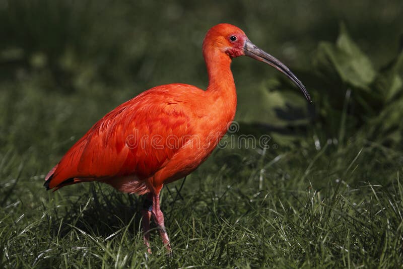 Scarlet ibis