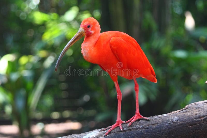 Scarlet Ibis royalty free stock photos