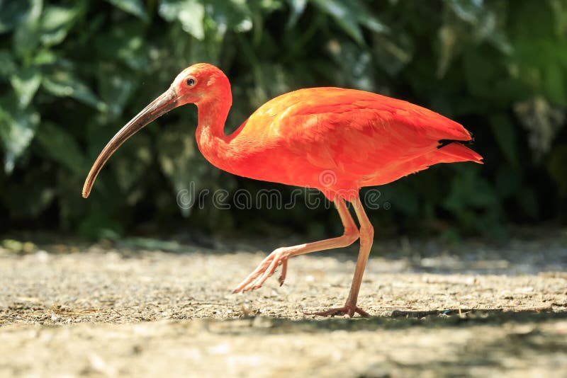 Scarlet Ibis bird Eudocimus ruber foraging on the ground royalty free stock images Scarlet Ibis bird Eudocimus ruber foraging on the ground royalty free stock images