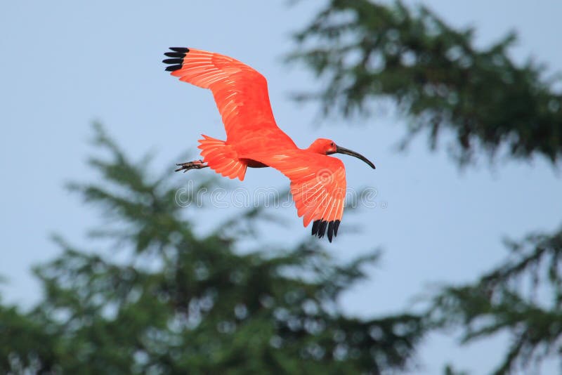 Scarlet ibis